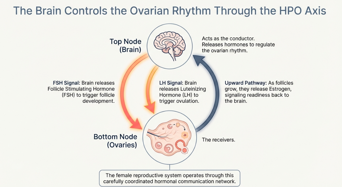 Brain controlling ovarian hormonal rhythm in PCOD